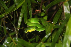 Trimeresurus insularis