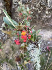 Berberis darwinii