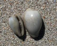 Notocypraea comptonii