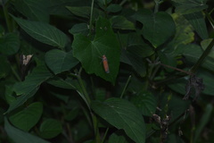 Bothrogonia addita