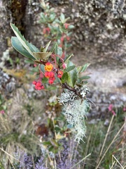 Berberis darwinii
