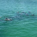 photo of Indo-pacific Bottlenose Dolphin (Tursiops aduncus)