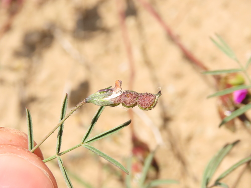 Adesmia filifolia