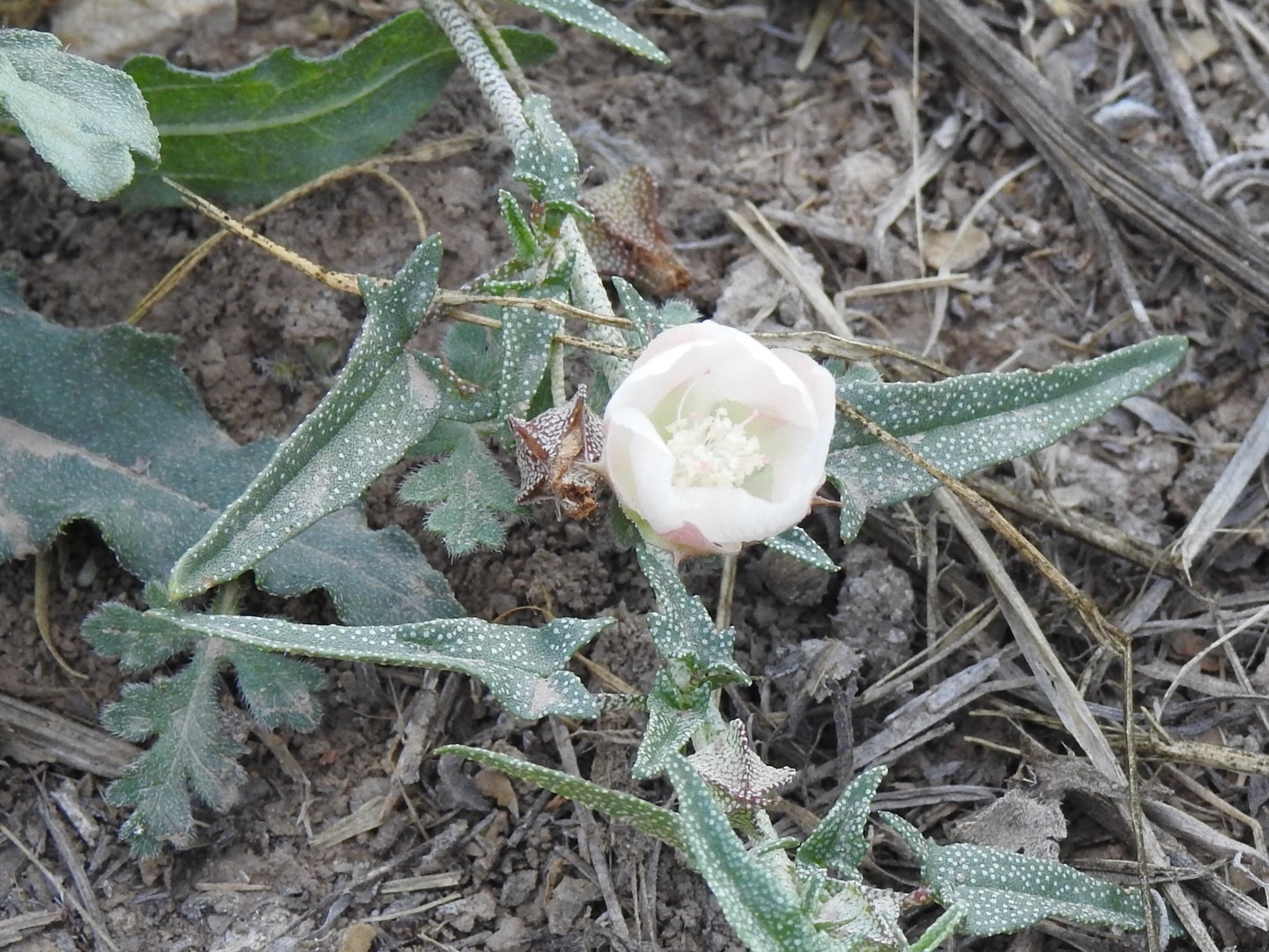 Malvella sagittifolia
