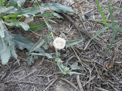 Malvella sagittifolia