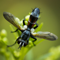 Cylindromyia bicolor