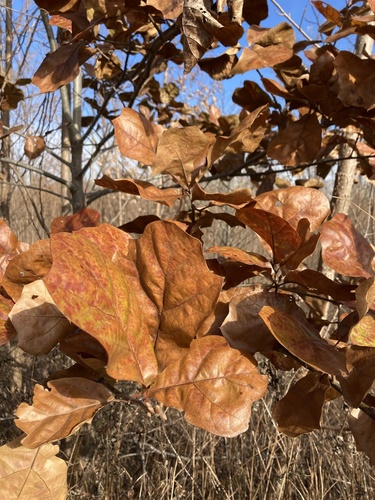 blackjack oak (Quercus marilandica)