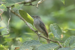 Lipaugus vociferans