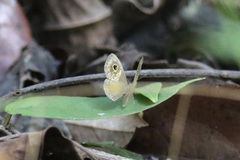 Perophthalma tullius