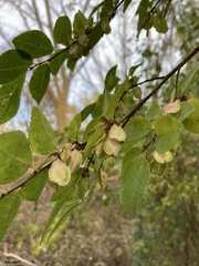 Ulmus parvifolia