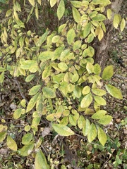 Ulmus parvifolia
