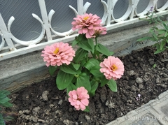 Zinnia elegans