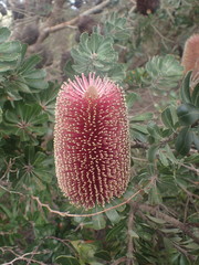 Banksia praemorsa