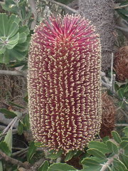 Banksia praemorsa