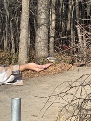 Poecile atricapillus