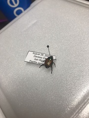 Popillia japonica
