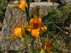 Chloraea alpina