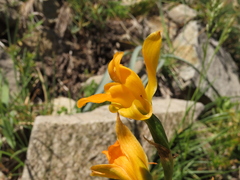 Chloraea alpina