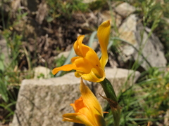 Chloraea alpina