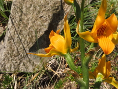 Chloraea alpina
