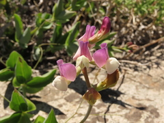 Lathyrus magellanicus, photograph Nicolás Lavandero, CC BY, iNaturalist via GBIF
