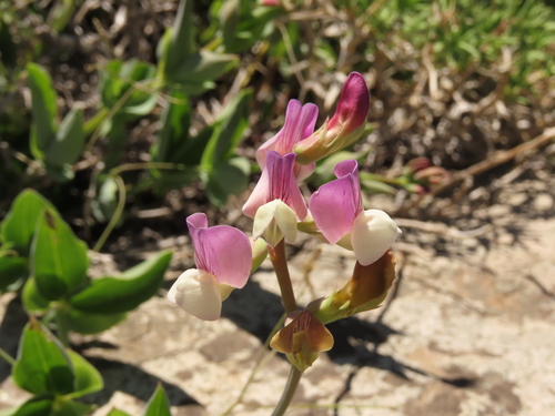 Lathyrus magellanicus, photograph 3