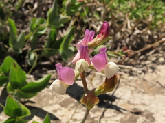 Lathyrus magellanicus, photograph Nicolás Lavandero, CC BY, iNaturalist via GBIF