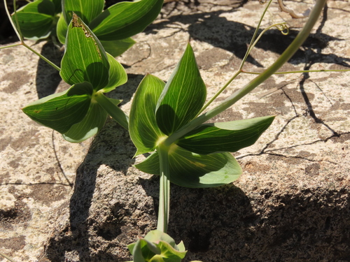 Lathyrus magellanicus, photograph 4