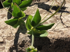 Lathyrus magellanicus, photograph Nicolás Lavandero, CC BY, iNaturalist via GBIF