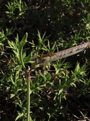 Lathyrus magellanicus, photograph Nicolás Lavandero, CC BY, iNaturalist via GBIF