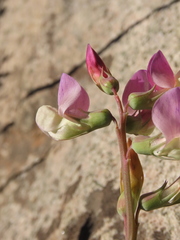 Lathyrus magellanicus, photograph Nicolás Lavandero, CC BY, iNaturalist via GBIF