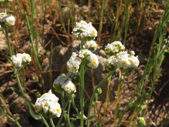 Cryptantha alyssoides
