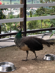 Pavo cristatus