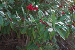 Ilex cassine image