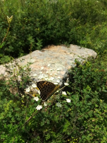 Argynnis zenobia