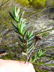 Lampranthus stenopetalus
