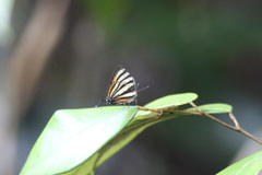 Lipaugus vociferans