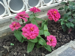 Zinnia elegans