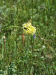 Allium obliquum