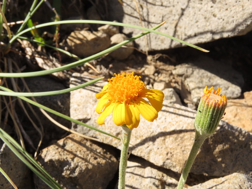 Senecio chilensis, photograph 4