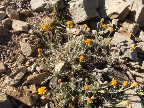 Senecio chilensis, photograph 5