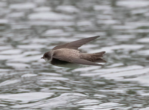 Hirondelle de rivage