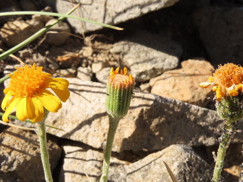 Senecio chilensis, photograph 6