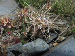 Austrocactus spiniflorus
