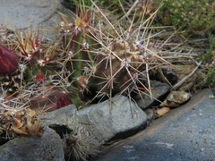 Austrocactus spiniflorus