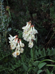 Vicia nigricans
