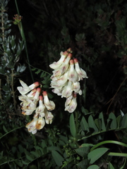 Vicia nigricans