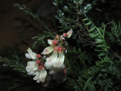 Vicia nigricans