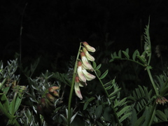 Vicia nigricans