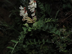Vicia nigricans